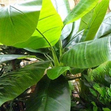 Artificial plant Banana 240cm 1