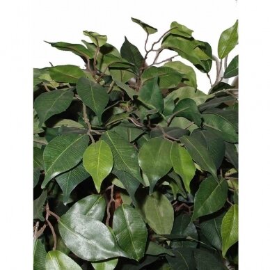 Keinotekoinen kasvi Ficus PRAETEXTUS 150cm 2