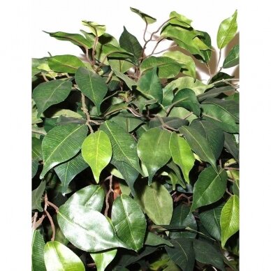 Keinotekoinen kasvi Ficus PRAETEXTUS 150cm 1