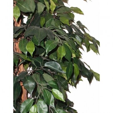 Sztuczna roślina Ficus PLY 180cm 1