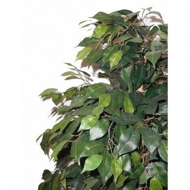 Mākslīgais augs Ficus MEZZO 180cm 2