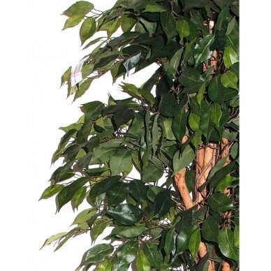 Sztuczna roślina Ficus MEZZO 180cm 1