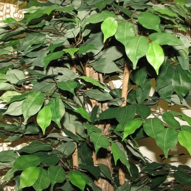 Sztuczna roślina Ficus PLY 180cm 2