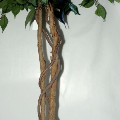 Mākslīgais augs Ficus PRAETEXTUS 150cm 3