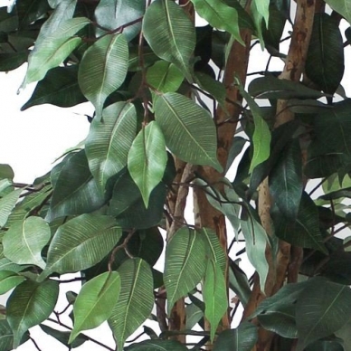 Mākslīgais augs Ficus PRAETEXTUS 150cm 4