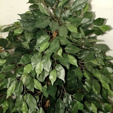 Artificial plant Ficus PRAETEXTUS 150cm 5