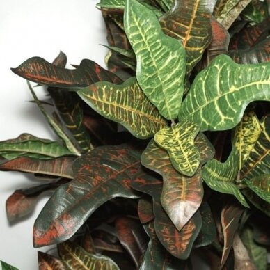 Artificial plant Croton tree 170cm 2