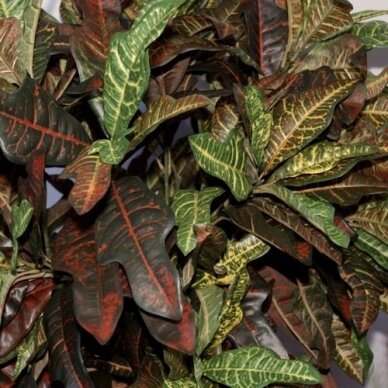 Artificial plant Croton tree 170cm 3