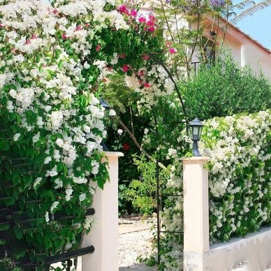 Blumenbogen - Metall Garten Pergola Sonet 3